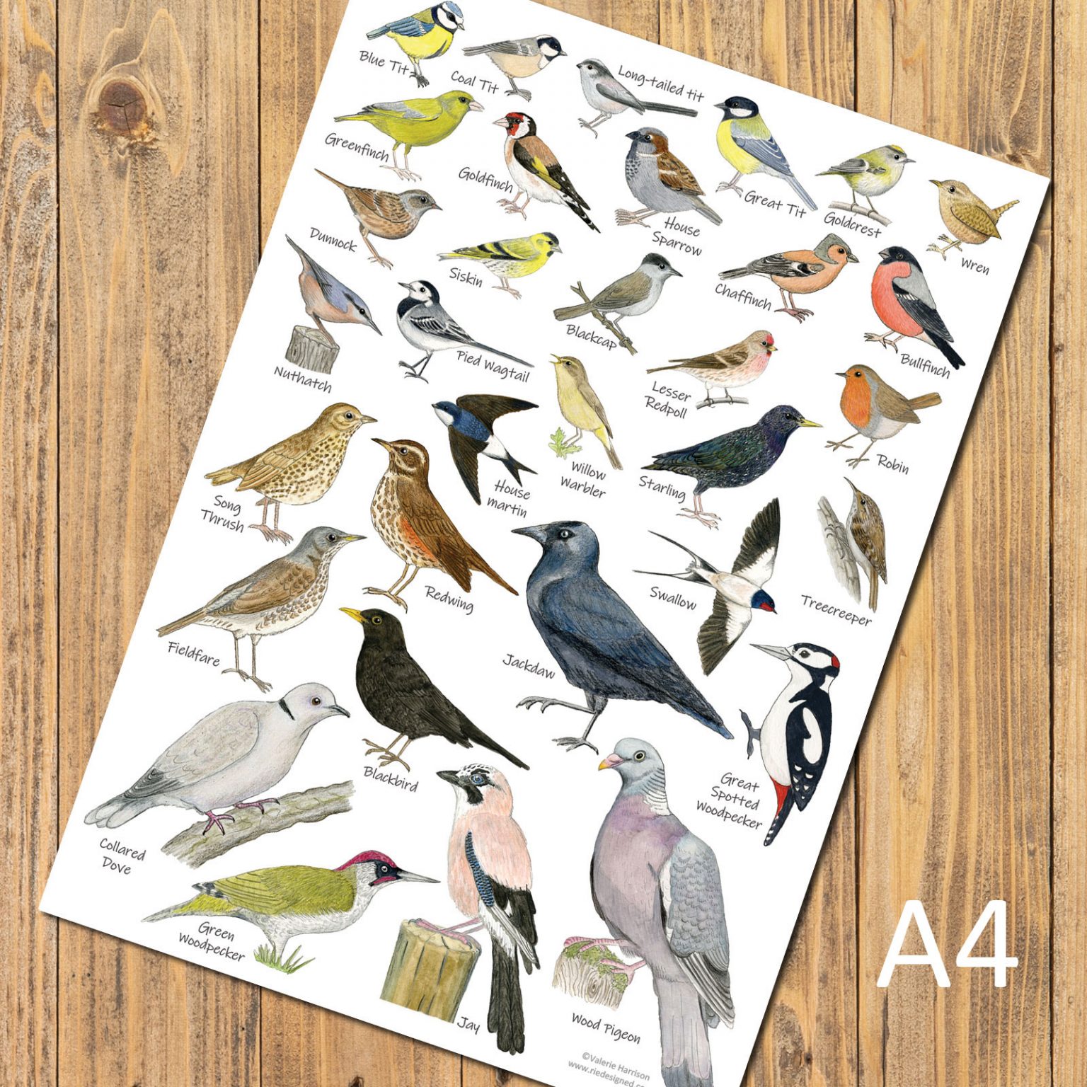 British Garden Birds Identification A4 Card Poster, Art Print