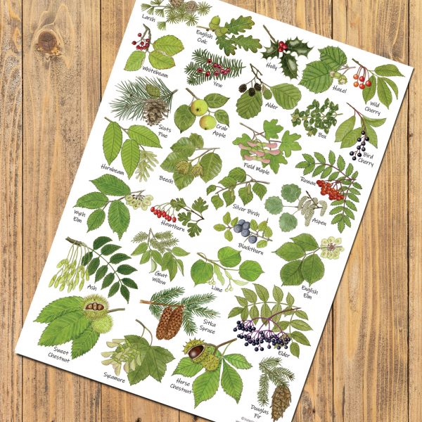 A4-Tree-Leaves-Poster