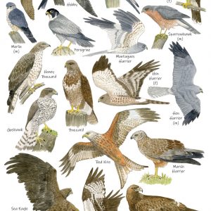 A5-Birds-of-prey-poster