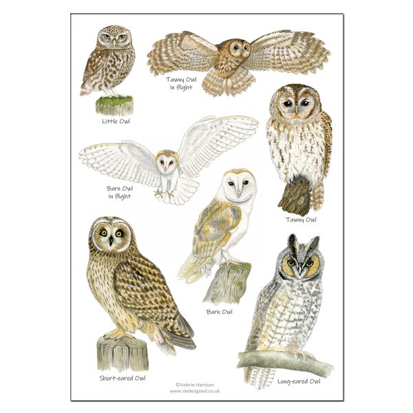 A5-owls-poster