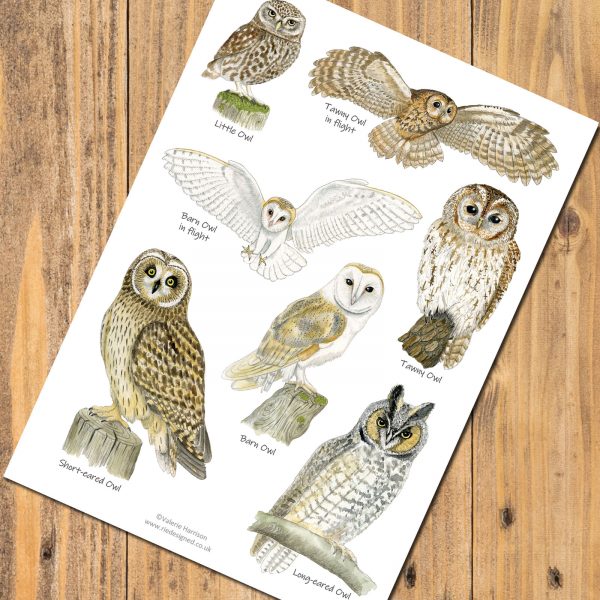 A5-owls-poster