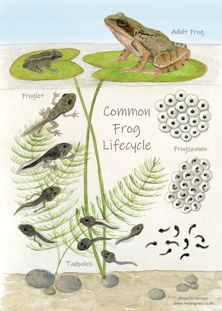 Common Frog Lifecycle Chart, Amphibian Identification A5 Card Postcard