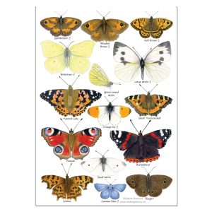 A5-Garden-Butterflies-postcard