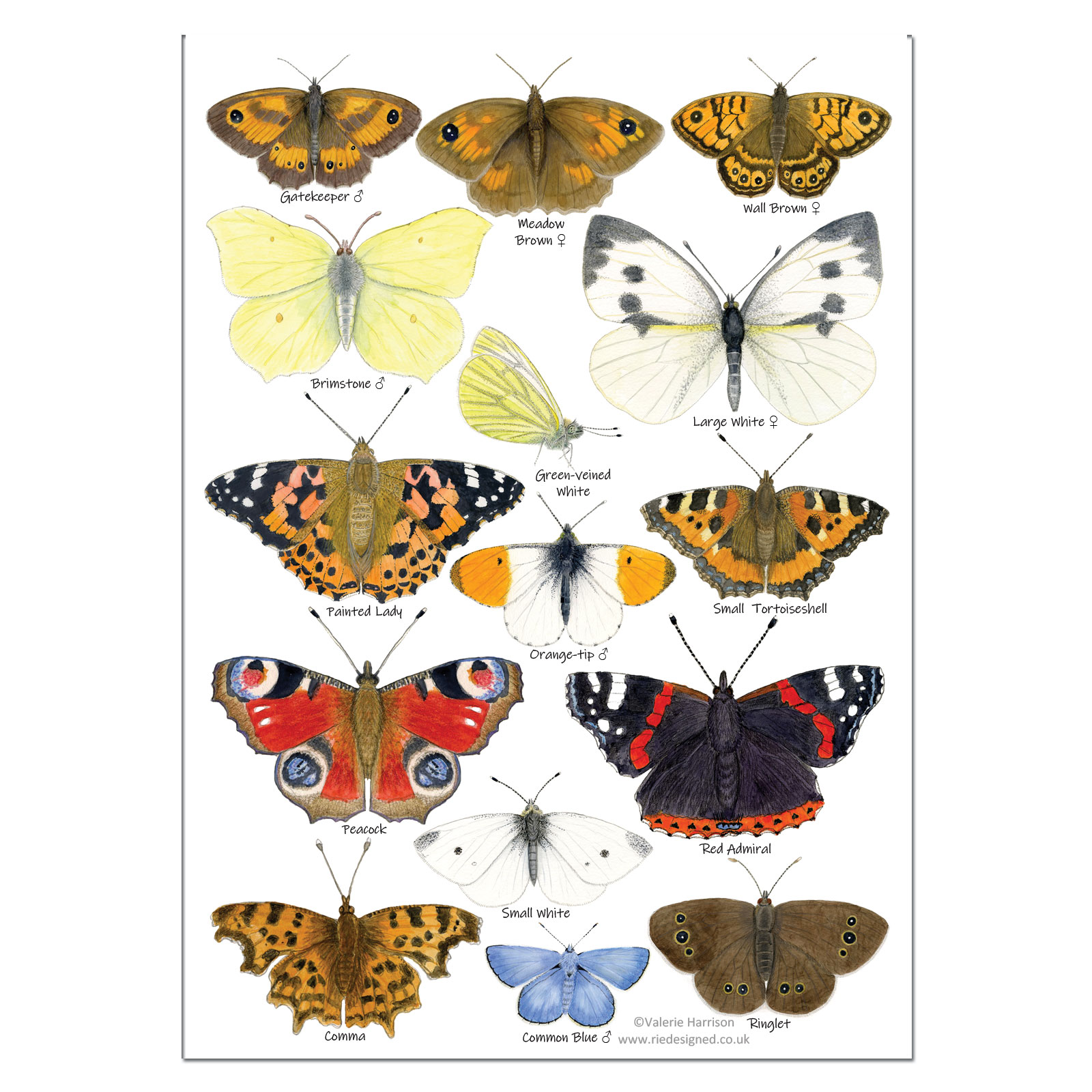 English Butterfly English Butterfly
