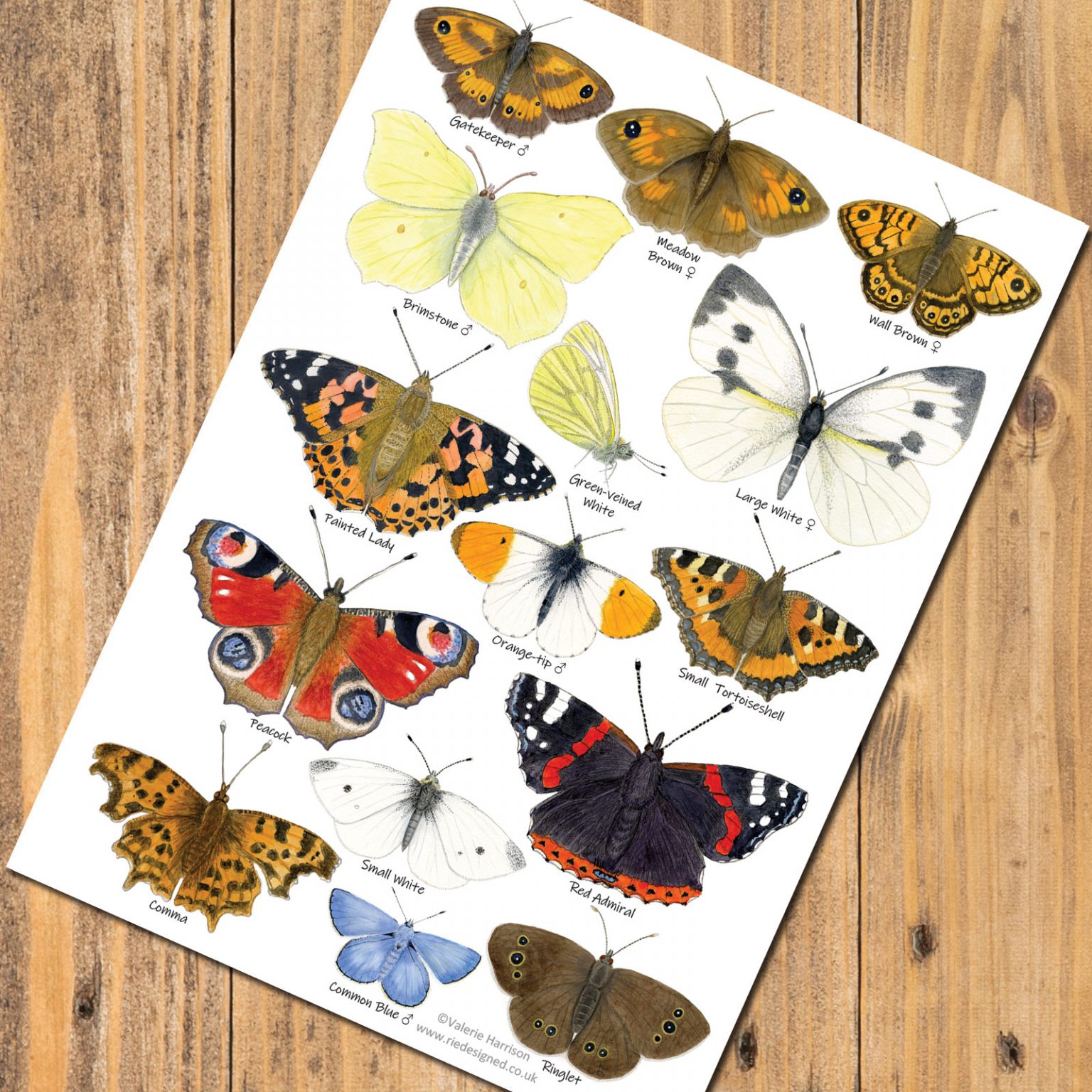 British Garden Butterflies Identification A5 Card Postcard