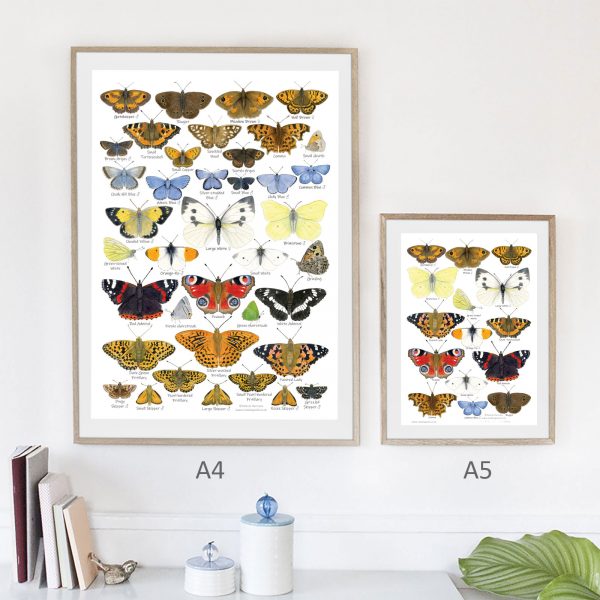 A4-Butterflies-Poster