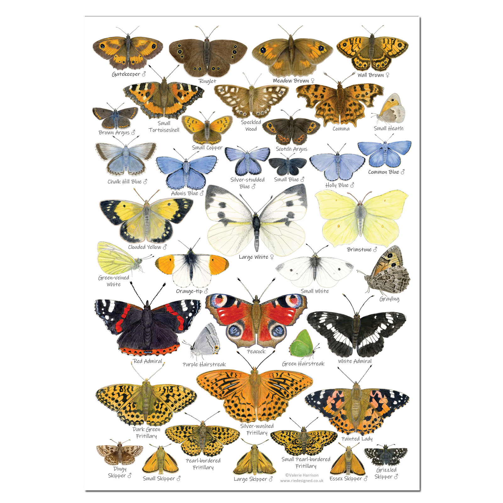 Identifying British Butterflies