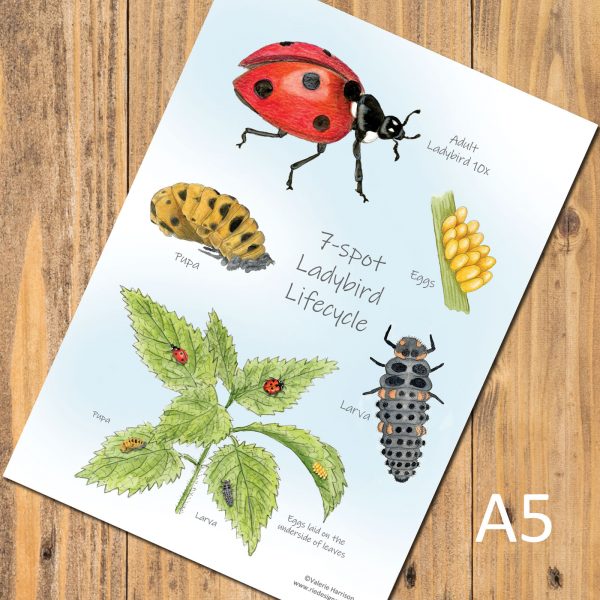 7-spot Ladybird Lifecycle Chart