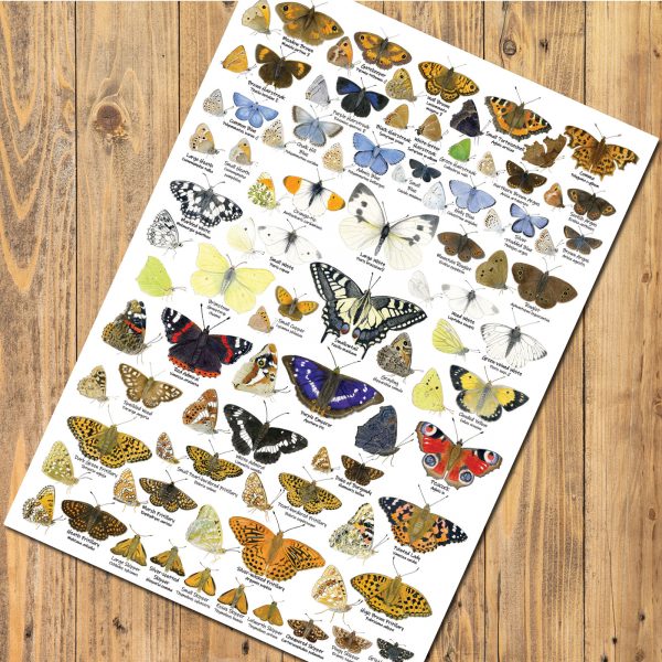A3 Butterfly Poster