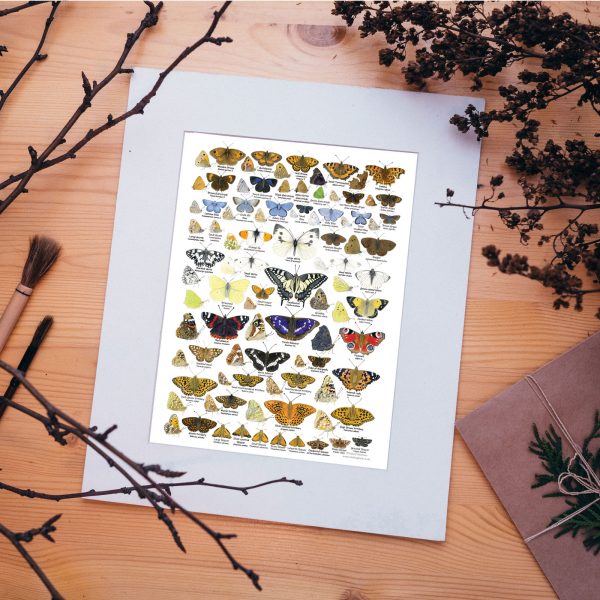 A3 Butterfly Poster