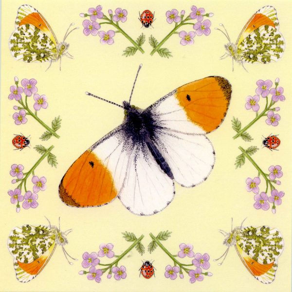 orange tip butterfly greetings card