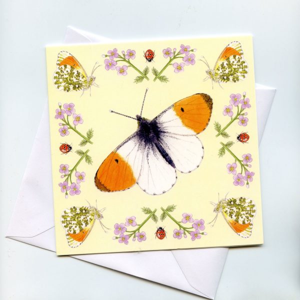 orange tip butterfly greetings card