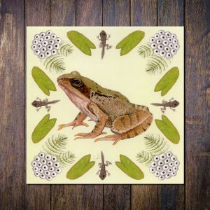 Frog lifecycle greetings card