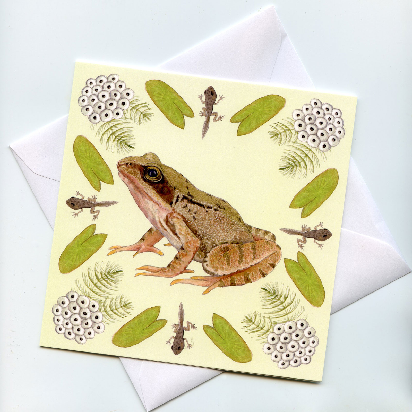 Frog Lifecycle Blank Square Greetings Card