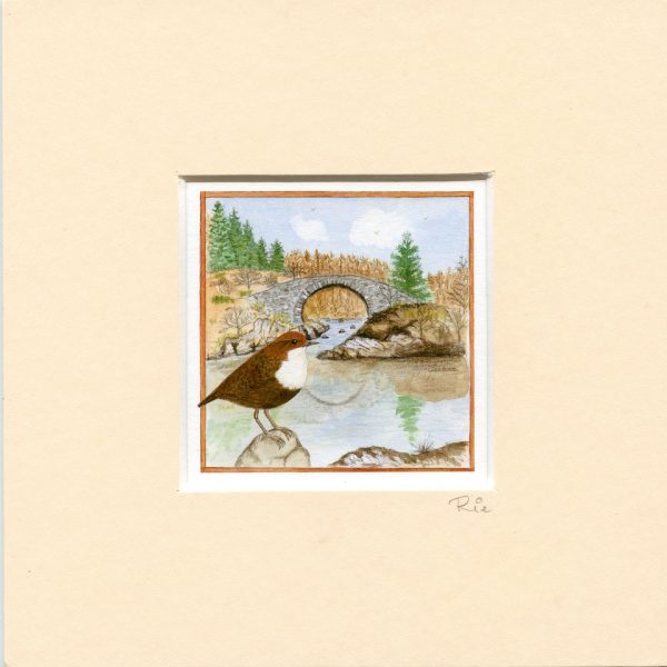 Dipper Roman Bridge Galloway Forest Park Mounted Mini Giclée Print