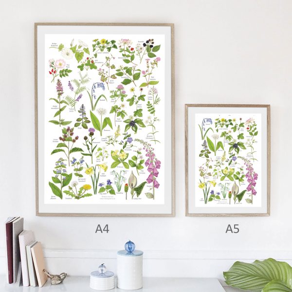 A4-woodland and hedgerow wild flowers