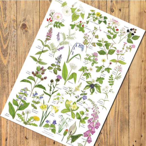 A4-woodland and hedgerow wild flowers