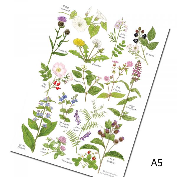 A5-hedgerow wild flowers