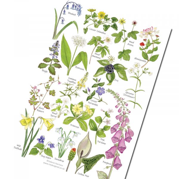 A5-Woodland-Flowers Chart