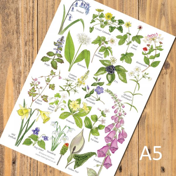 A5-Woodland-Flowers Chart