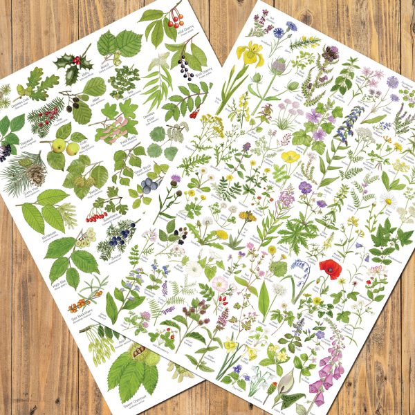 A3-Tree-and-Wildflower-Posters