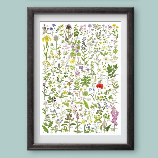 A3-poster-wild-flowers