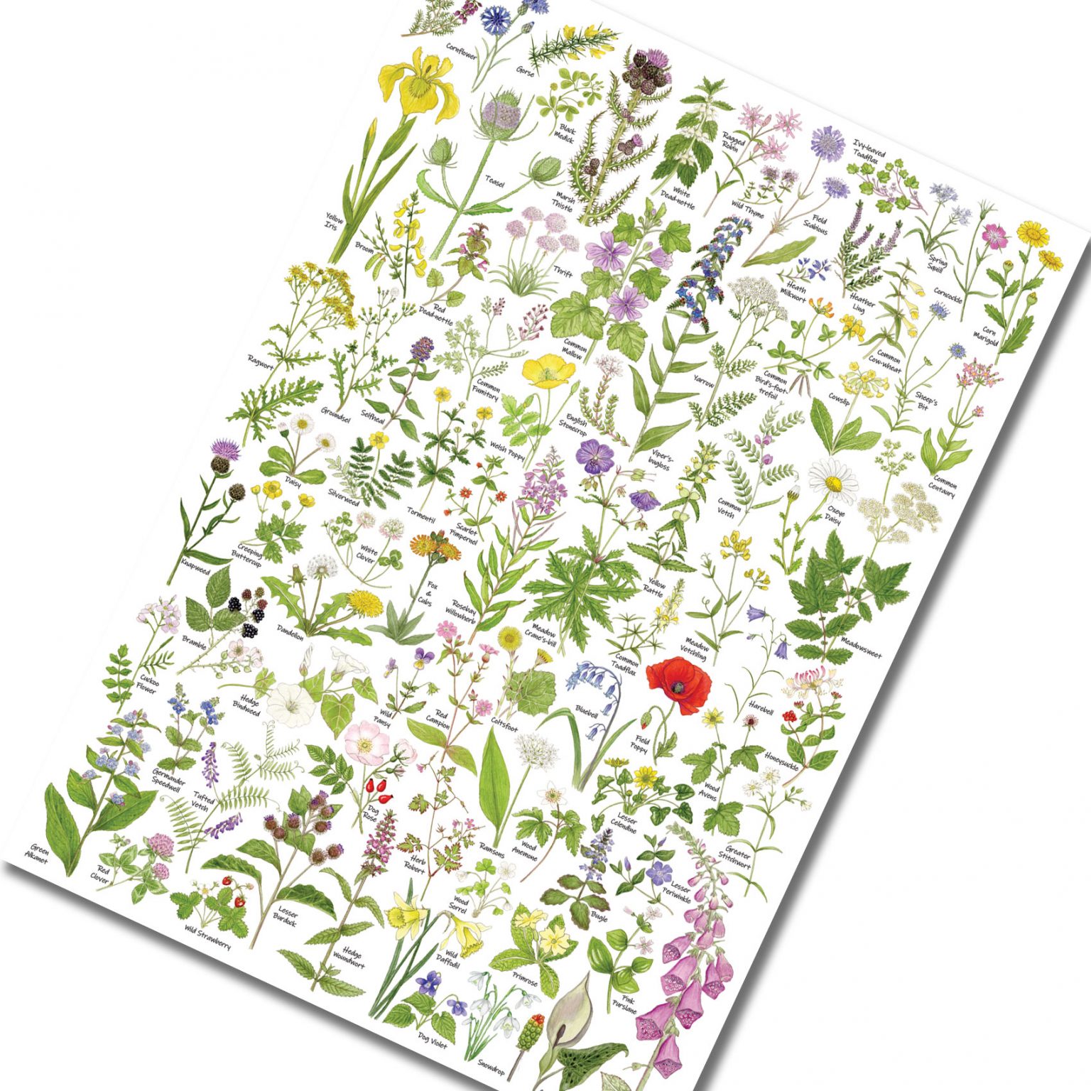 British Wild Flowers Identification A3 Poster, Art Print, Chart