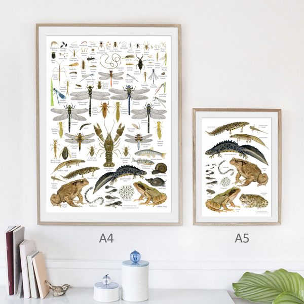 A4-A5-Pond-and-stream-poster