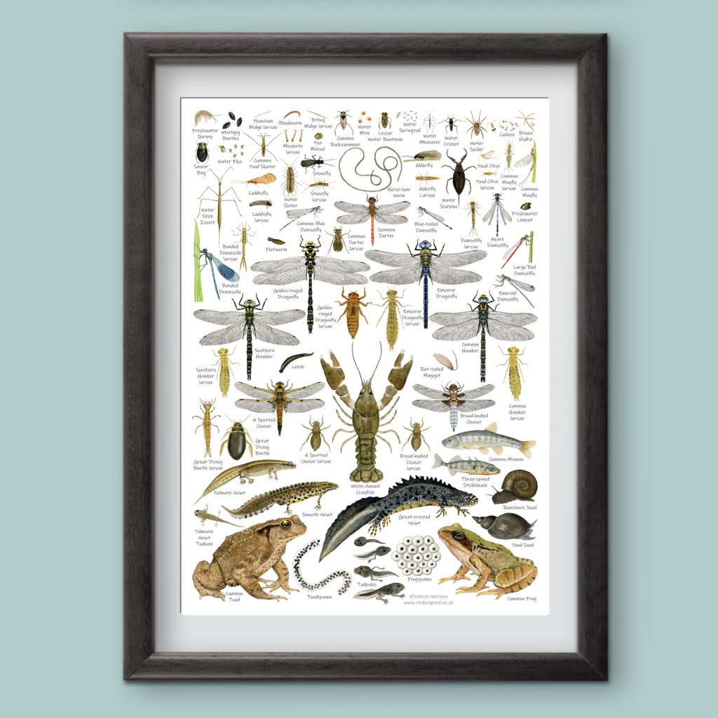 British Minibeasts, Invertebrates Identification A4 Card Poster