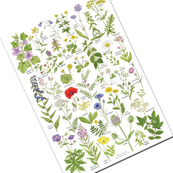 A4-meadow-and-grassland-wild-flowers chart