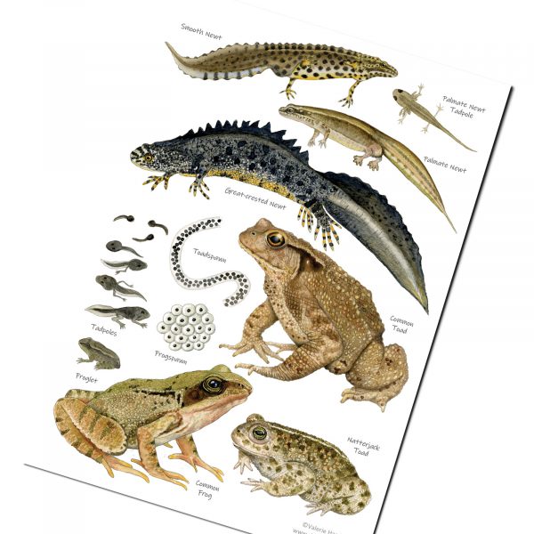 A5-Amphibians-chart