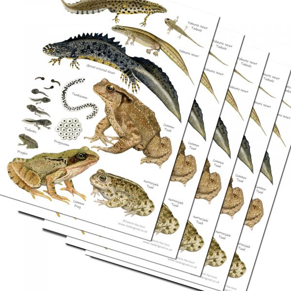 A5-Amphibians-chart