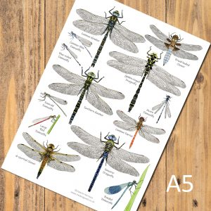 A5-dragonflies-chart