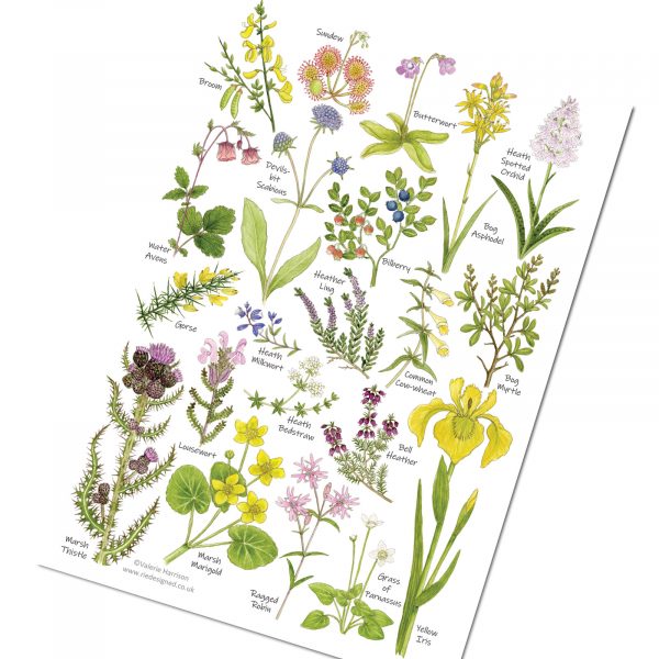 A5-heath-and-bog-Flowers