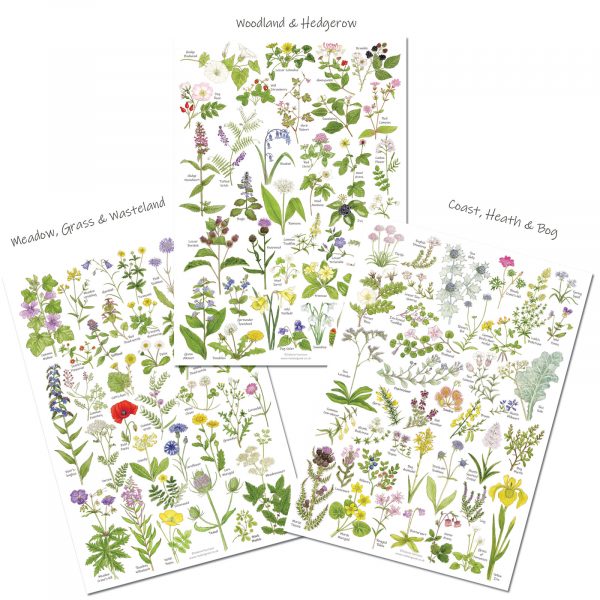 A4 Wildflower charts