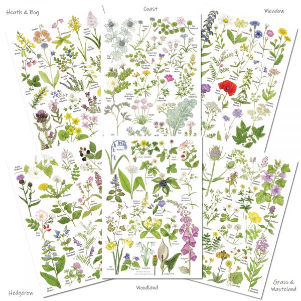 Set of 6 Wild flower charts
