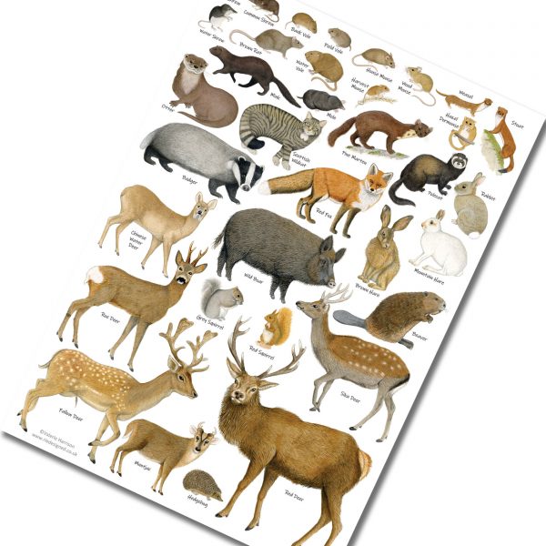 A3-poster-Mammals