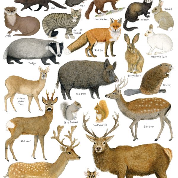 A3-poster-Mammals