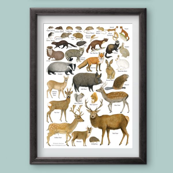 A4 Mammals Chart