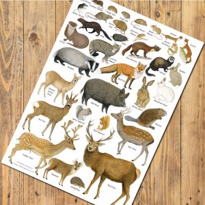 A4 Mammals Chart