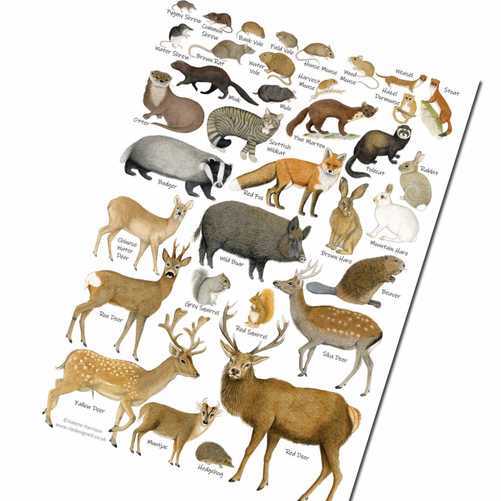 British Land Mammals Identification A5 Card Postcard