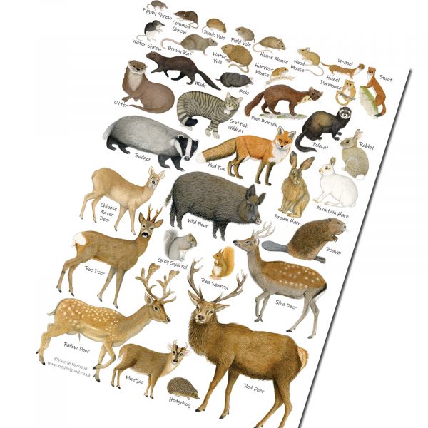 A5 British Mammals Chart