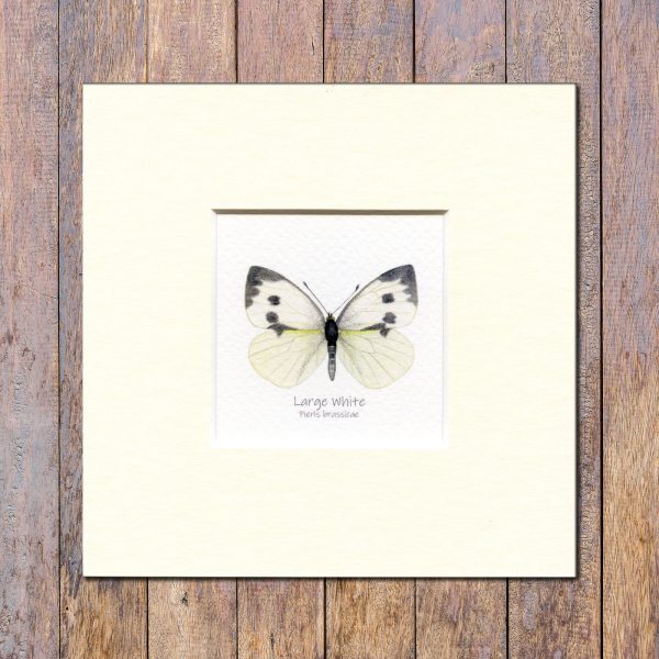 Large-white-butterfly-mounted-print