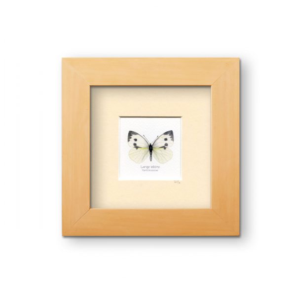 Large-white-butterfly-mounted-print