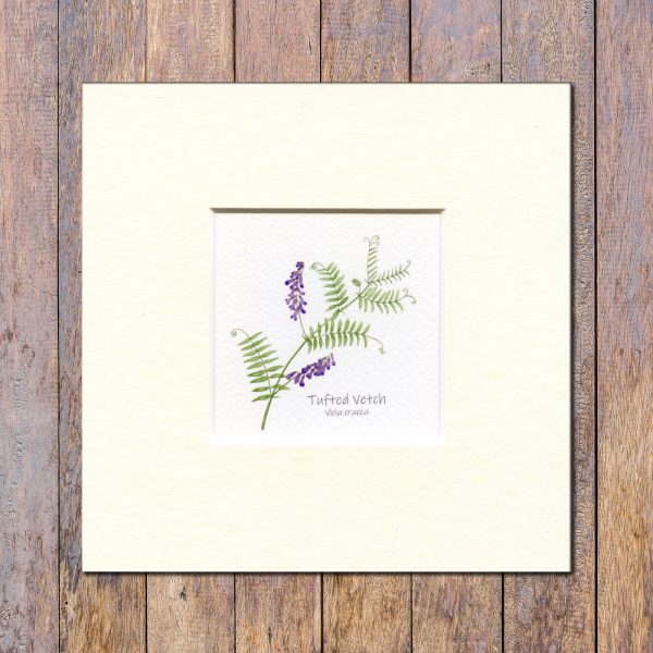 tufted-vetch-mounted-print
