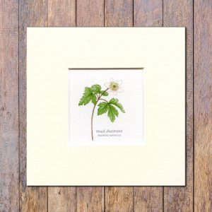wood-anemone-mounted-print