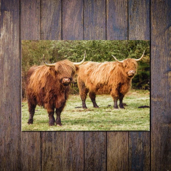 Highland cows greetings card
