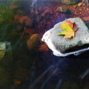 Autumn leaf in burn photo card