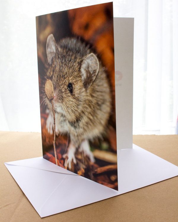 wood mouse greetings card
