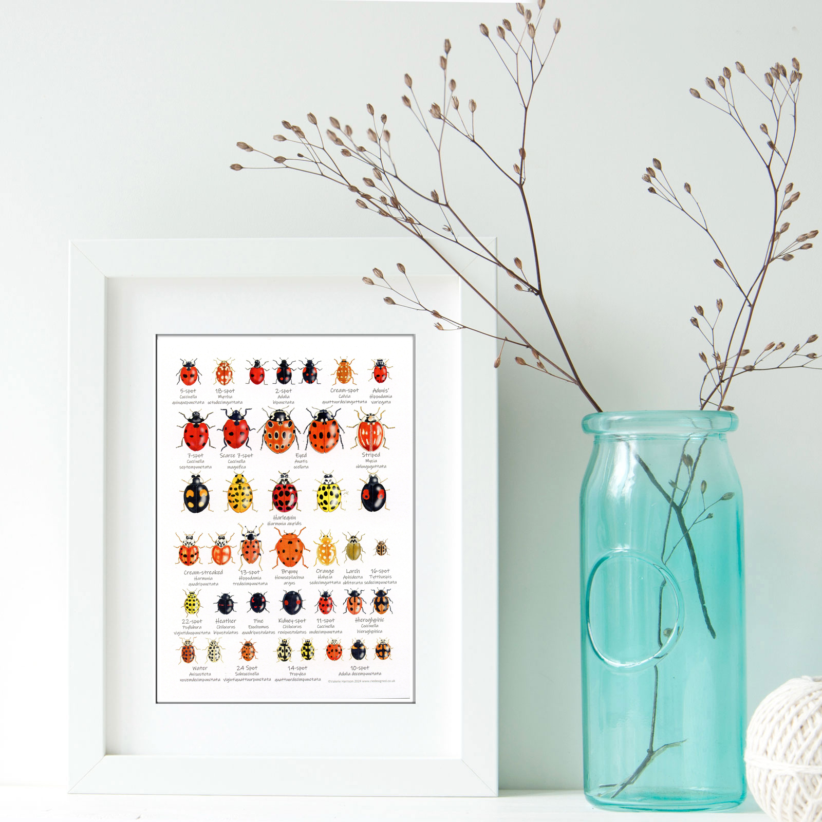 A5-Ladybirds-chart